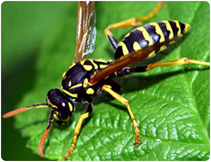 wasp